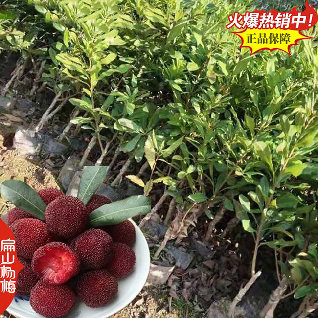 南寧東魁楊梅小杯苗