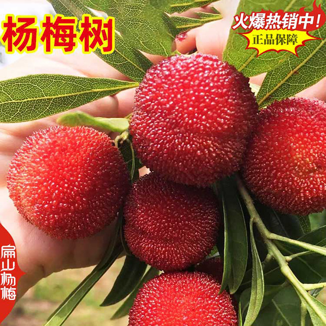大北海賣楊梅苗培育基地批發(fā) 適合種植港銀海合浦海城2元