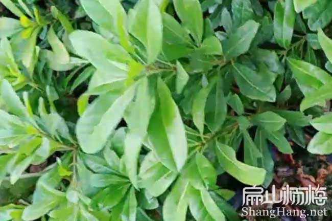 衢州2年?yáng)|魁楊梅苗