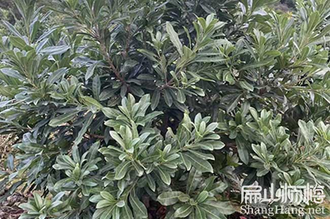 資陽(yáng)地么5公分楊梅苗