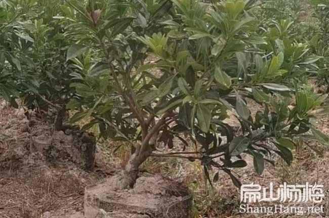 多品種規(guī)格內(nèi)江楊梅苗培育 內(nèi)江楊梅回收 楊梅收購市場價格