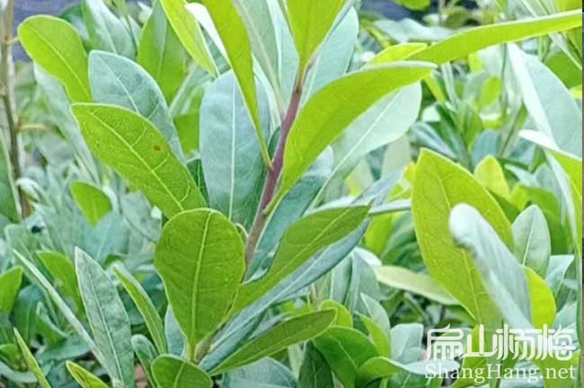德陽東魁楊梅苗培育