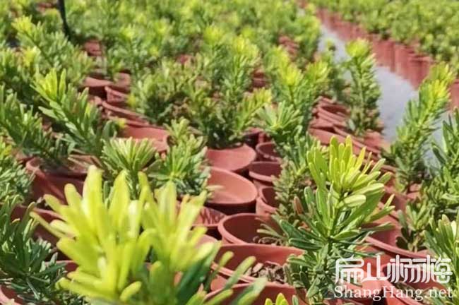 批發(fā)楊梅樹(shù)苗砧木接穗 寧波東魁永樹(shù)冠水晶楊梅砧木接穗2元/節(jié)