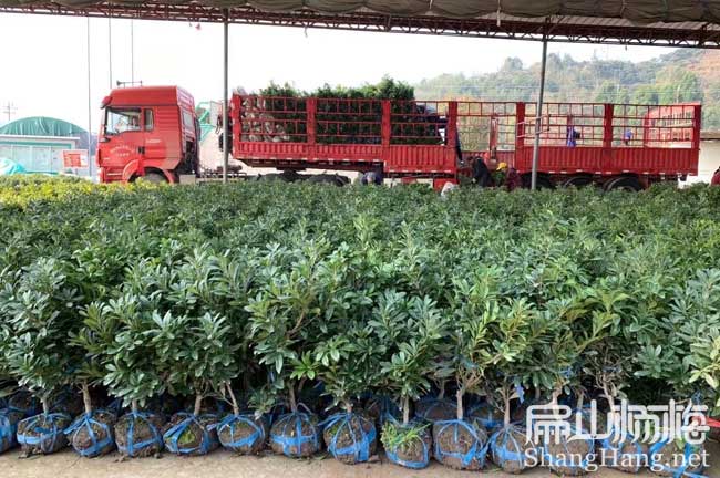 惠州地徑2公分楊梅苗