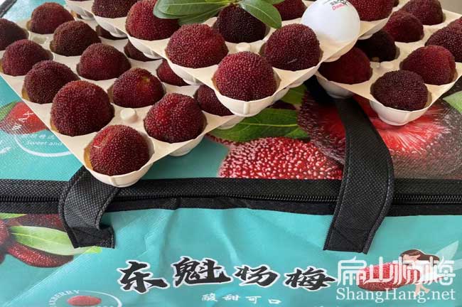 資陽(yáng)東魁楊梅批發(fā)
