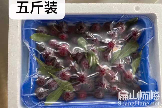 5斤楊梅果實批發(fā)