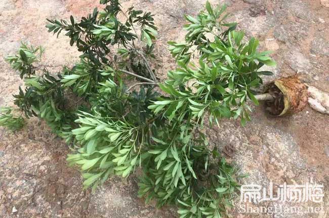 德陽地徑5公分楊梅杯苗