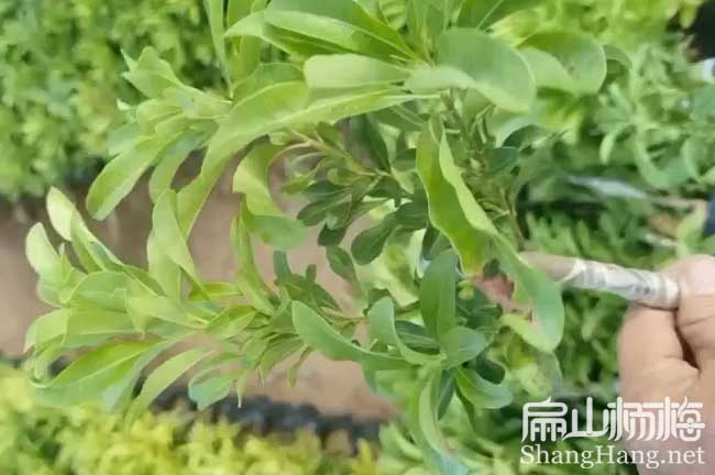 臺(tái)州二都楊梅苗批發(fā)