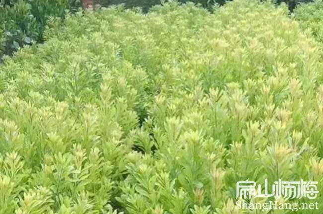 衡陽楊梅苗批發(fā)