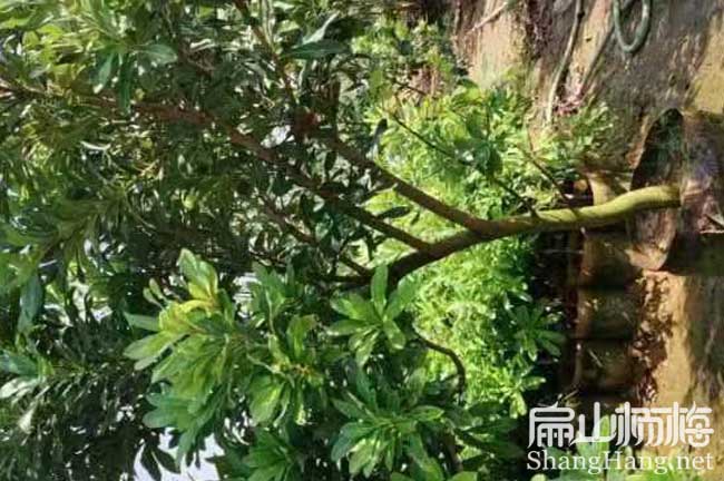 滄州楊梅苗批發(fā) 滄州楊梅回收銷路 收購價格效益前景價格9元