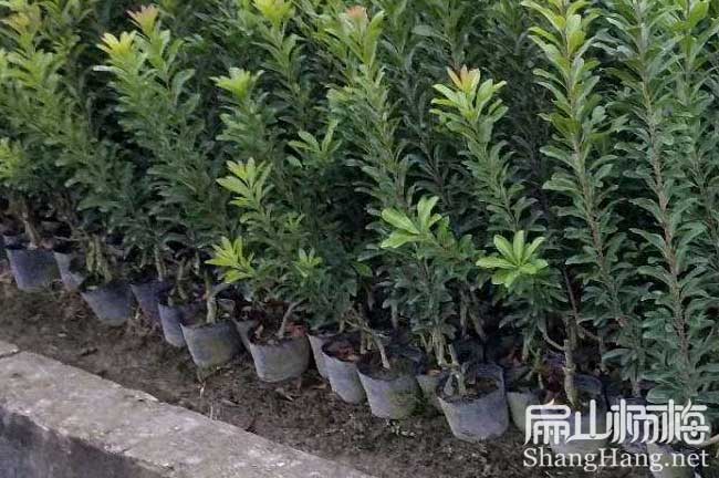 贛州2年楊梅小杯苗批發(fā)