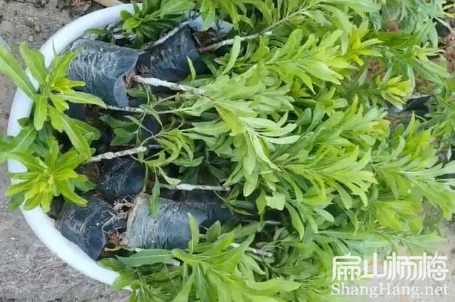 岳陽東魁楊梅小杯苗
