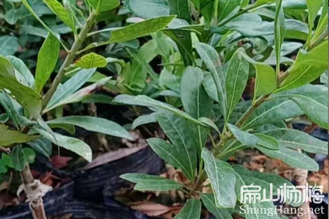 西安1年楊梅苗批發(fā)