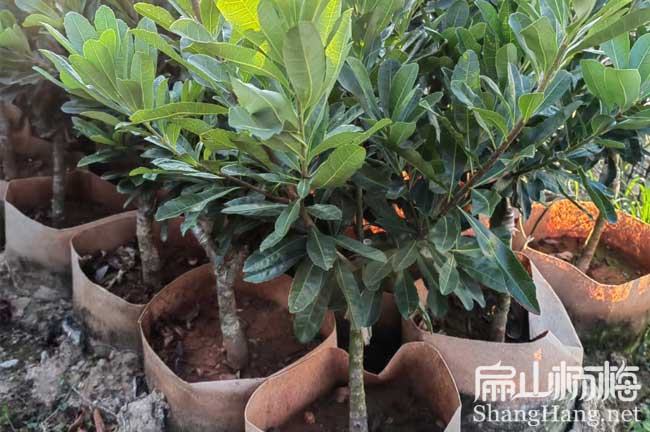 廣元地徑2公分楊梅杯苗