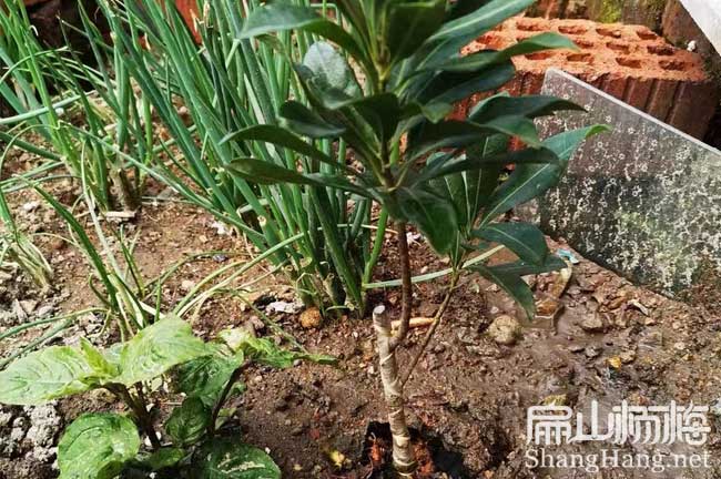 揚(yáng)州1年楊梅苗