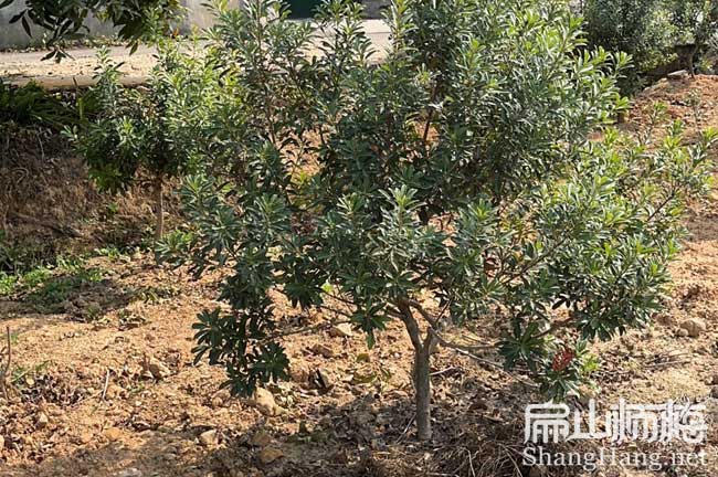銷(xiāo)售 徐州楊梅.油茶苗價(jià)格 徐州金線蓮種苗批發(fā) 小杯6元一顆