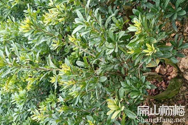 連云港楊梅杯苗批發(fā)