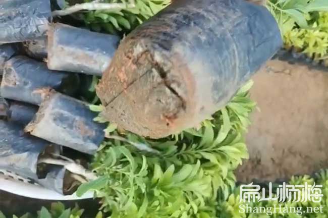 臺(tái)州1年楊梅小杯苗批發(fā)