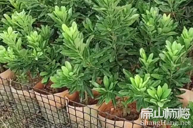南京2年東魁楊梅大杯苗