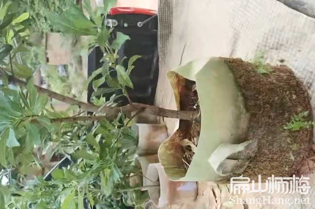 連云港大杯楊梅苗培育