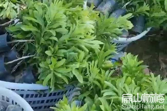 雙峰楊梅苗批發(fā)
