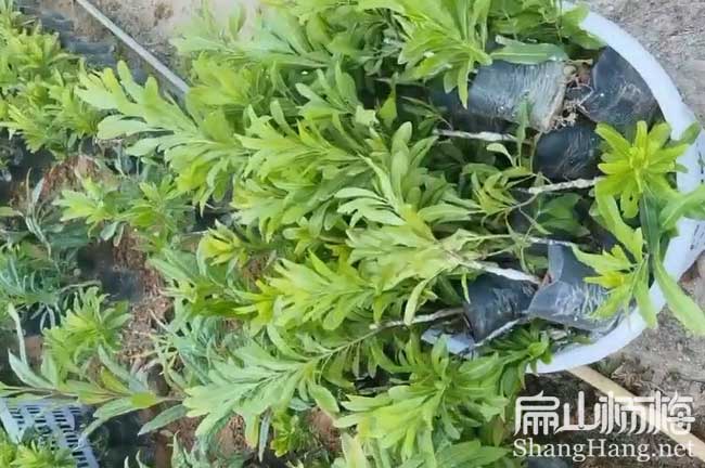 賣(mài) 嘉興實(shí)生嫁接楊梅裸根苗小杯批發(fā) 嘉興接穗砧木40-60CM