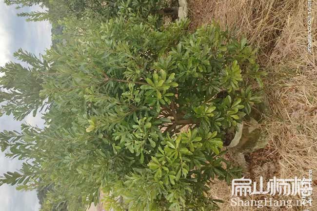 眉山3年楊梅大杯苗批發(fā)