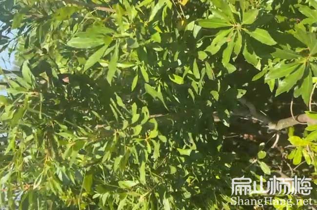 六盤(pán)水浮宮楊梅