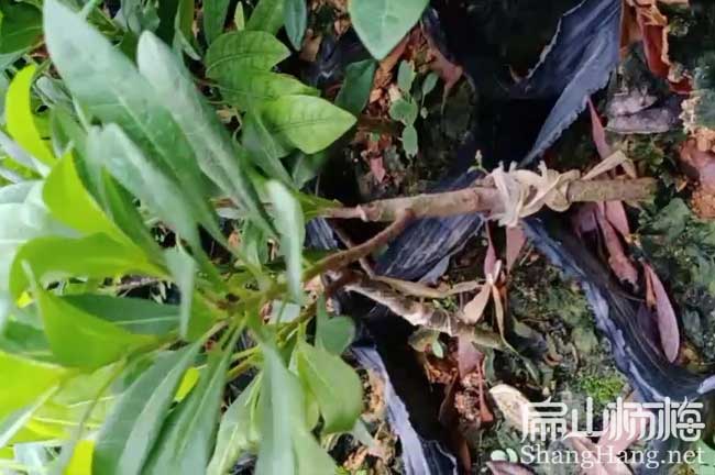 岳陽楊梅小杯苗批發(fā)