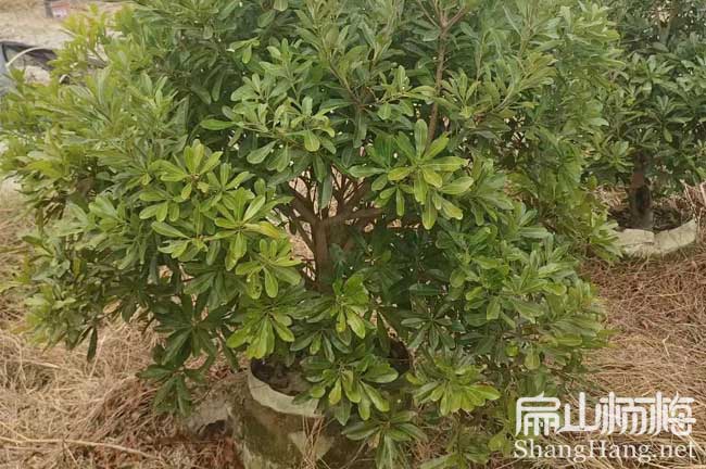 扁山樂(lè)山楊梅苗.金線蓮.紅花大果油茶苗培育基地6元一珠
