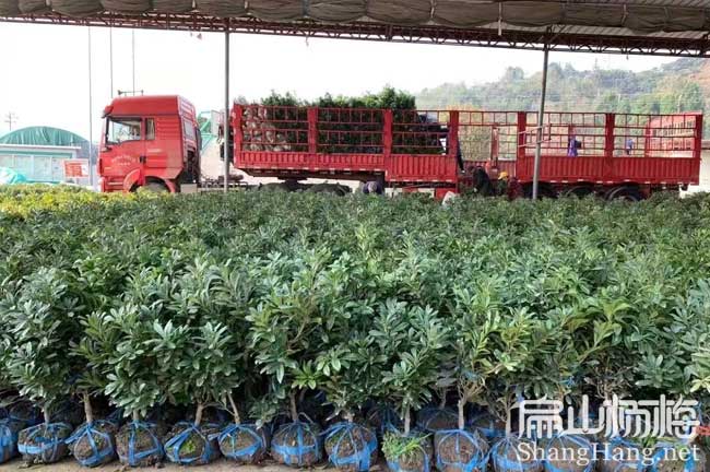 15號(hào)湘潭楊梅苗 X湘潭荸薺東魁白楊梅樹小杯苗 批發(fā)價(jià)8元/珠