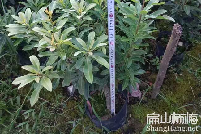 岳陽東魁楊梅小杯苗