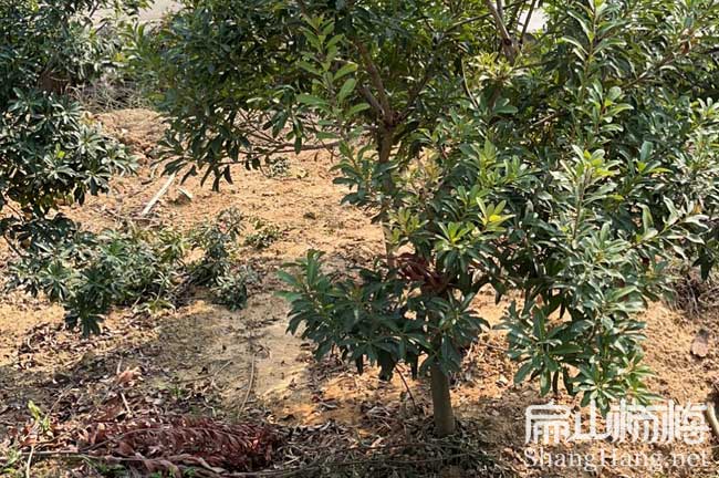 資陽(yáng)地徑3公分楊梅苗