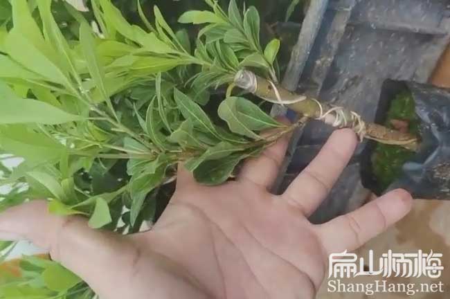 舟山大黑炭楊梅苗