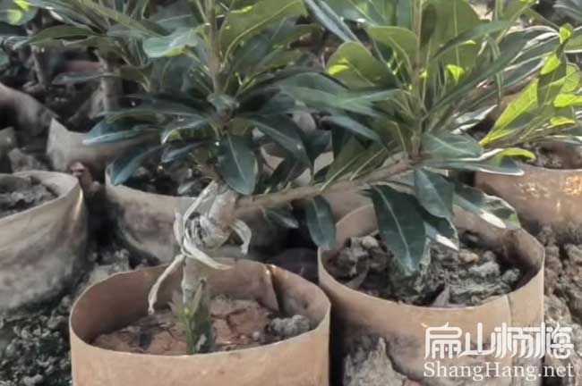 9號(hào)楊梅苗 溫州標(biāo)準(zhǔn)二都水晶楊梅苗批發(fā) 大黑炭黑高峰6元/KE