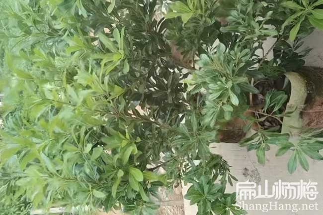 今天賣(mài)雅安楊梅苗 四川雅安大黑炭黑高峰荸薺楊梅苗5元一珠