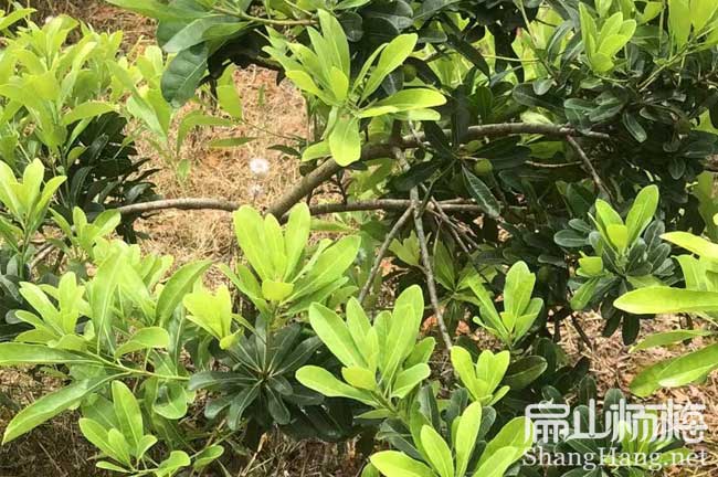 湖南楊梅回收購(gòu) 衡陽楊梅苗批發(fā) 實(shí)生嫁接3公分楊梅地苗批發(fā)
