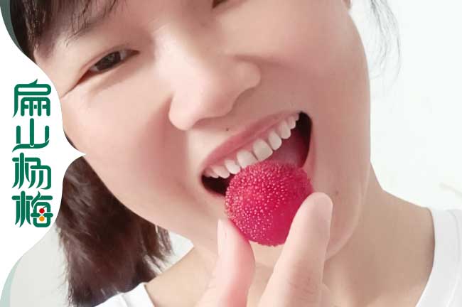 H黑晶貴港楊梅苗培育批發(fā)標(biāo)準(zhǔn)基地歡迎您 水晶烏酥梅40-50CM