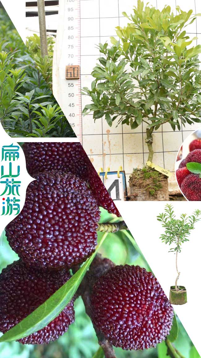 泰州東魁楊梅批發(fā)