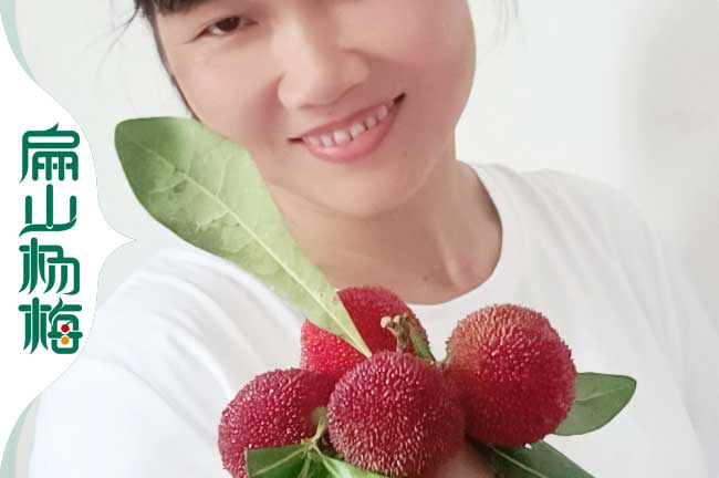 [2023威海濟寧臨沂]楊梅苗培育產(chǎn)業(yè)標(biāo)準(zhǔn)基地 批發(fā)價錢9元/顆
