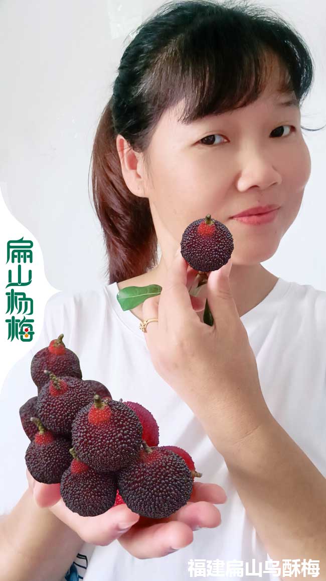 上海楊梅批發(fā)