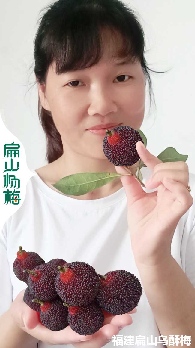 漳州硬絲楊梅苗培育 軟絲黑高峰白水晶標(biāo)準(zhǔn)化種植基地3元/KE