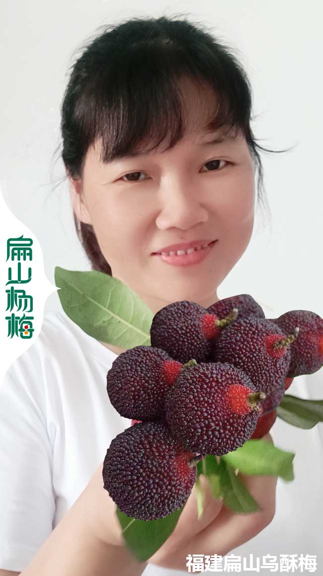 結(jié)果 崇左楊梅苗培育批發(fā)價錢 廣西崇左二都黑高峰東魁5元