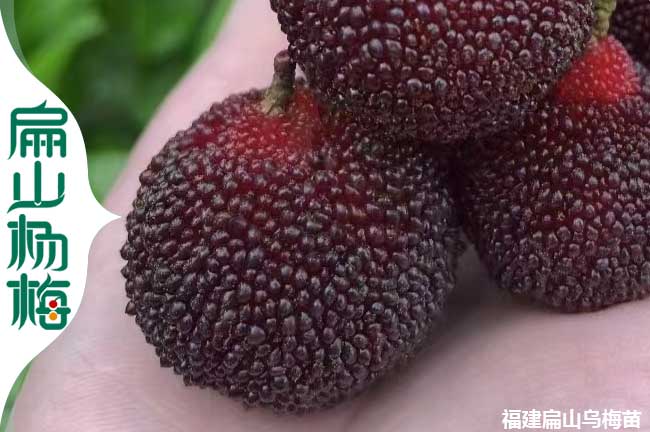 貴州楊梅苗 安順2年?yáng)|魁楊梅小杯苗批發(fā) 黑高峰 粗1-3公分