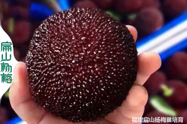 山西楊梅批發(fā)