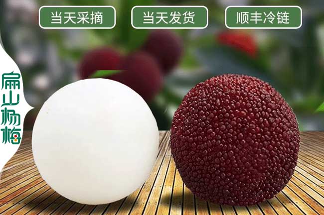 樂(lè)東東魁楊梅回收