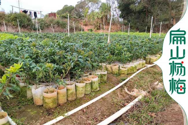 天門(mén)1年楊梅中杯苗培育