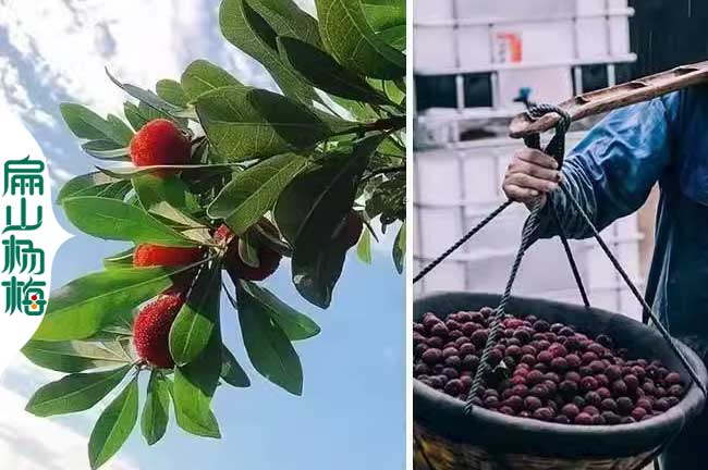 萬寧東魁楊梅批發(fā)