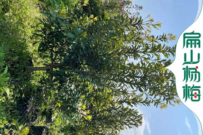 黔西南地徑5公分楊梅苗