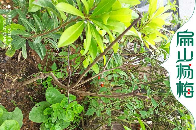 浙江3年楊梅苗批發(fā)